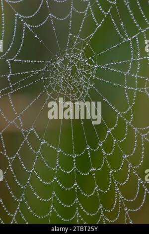 Toile d'araignée avec gouttes de rosée, Rhénanie du Nord-Westphalie, Allemagne Banque D'Images