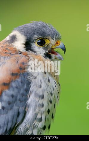 Kestrel américain (Falco sparverius), appelant le mâle, portrait Banque D'Images