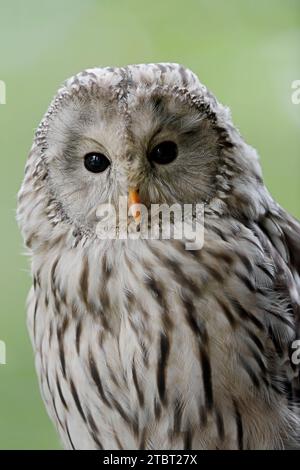 Hibou de l'Oural (Strix uralensis), forêt bavaroise, Allemagne Banque D'Images