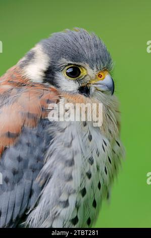 Kestrel américain (Falco sparverius), homme, portrait Banque D'Images