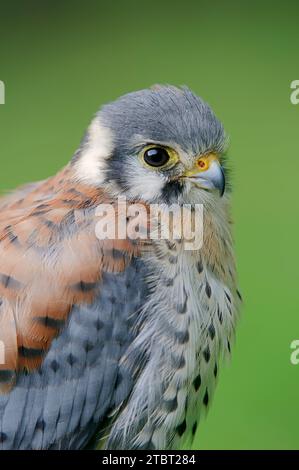 Kestrel américain (Falco sparverius), homme, portrait Banque D'Images