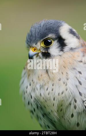 Kestrel américain (Falco sparverius), homme, portrait Banque D'Images