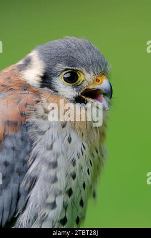 Kestrel américain (Falco sparverius), appelant le mâle, portrait Banque D'Images