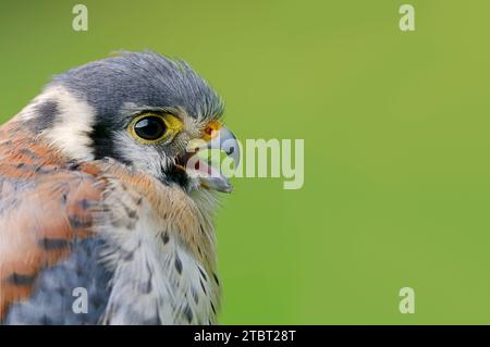 Kestrel américain (Falco sparverius), appelant le mâle, portrait Banque D'Images