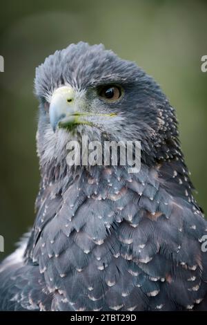 Buzzard andin (Geranoaetus melanoleucus), portrait, occurrence en Amérique du Sud Banque D'Images