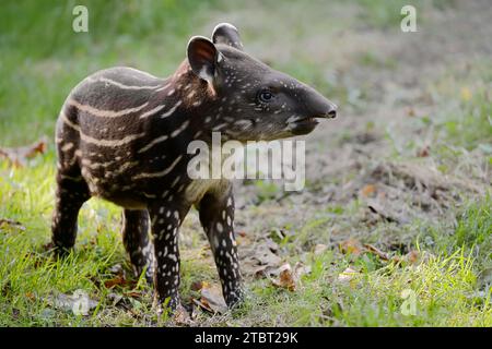 Tapir de plaine (Tapirus terrestris), juvénile, présence en Amérique du Sud Banque D'Images