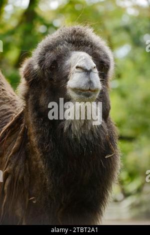 Chameau de Bactriane ou chameau à deux bosses (Camelus ferus), portrait Banque D'Images