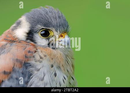 Kestrel américain (Falco sparverius), homme, portrait Banque D'Images