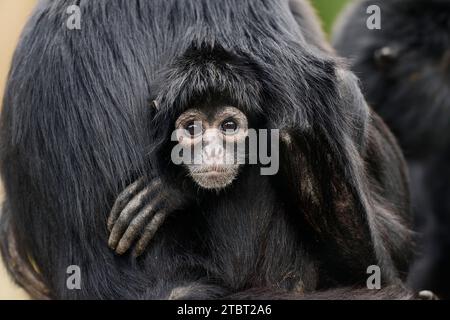 Araignée à tête noire (Ateles fusciceps rufiventris, Ateles fusciceps robustus) Banque D'Images