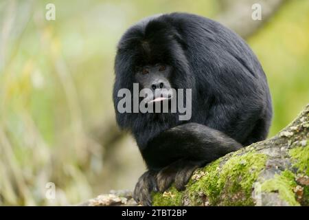 Singe hurleur noir (Alouatta caraya), mâle Banque D'Images