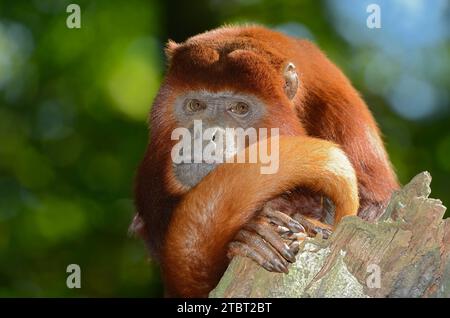 Singe hurleur rouge (Alouatta seniculus) Banque D'Images