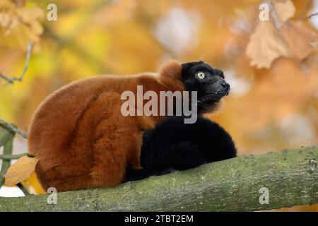 Vari rouge (Varecia rubra, Varecia variegata rubra), présent à Madagascar Banque D'Images