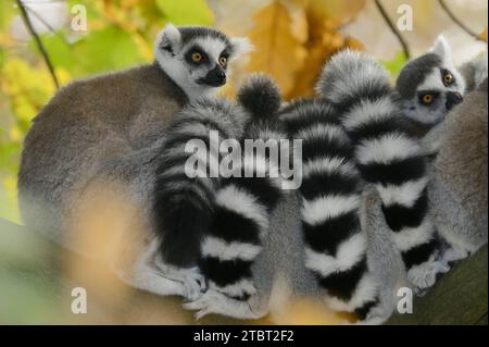Calicoes (Lemur catta), présent à Madagascar Banque D'Images