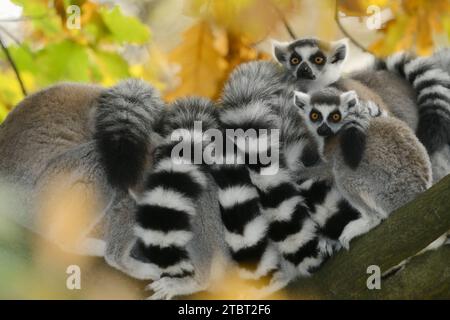 Calicoes (Lemur catta), présent à Madagascar Banque D'Images