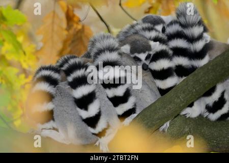 Calicoes (Lemur catta), présent à Madagascar Banque D'Images