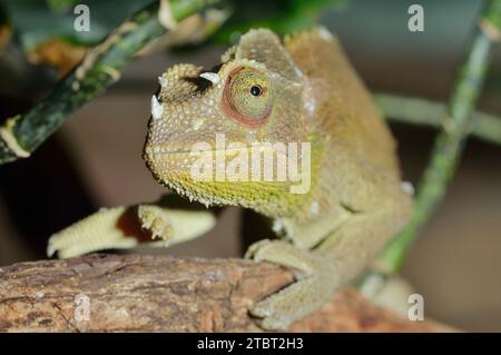 Caméléon à trois cornes ou caméléon de Jackson (Chamaeleo jacksonii), juvénile Banque D'Images