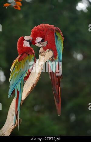 Ara chloropterus, Ara chloroptera), paire rouge foncé ou ara-ailée (Ara chloropterus, Ara chloroptera) Banque D'Images