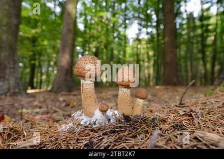 Hallimash commun (Armillaria ostoyae), Rhénanie du Nord-Westphalie, Allemagne Banque D'Images