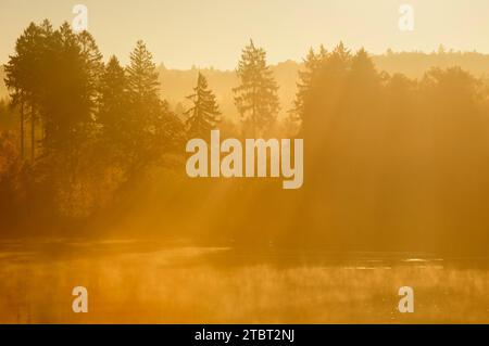 Arbres dans le brouillard matinal avec des rayons du soleil, Möhnesee, Arnsberg Forest, Sauerland, Rhénanie du Nord-Westphalie, Allemagne Banque D'Images