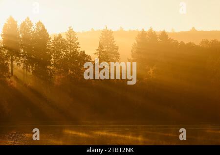 Arbres dans le brouillard matinal avec des rayons du soleil, Möhnesee, Arnsberg Forest, Sauerland, Rhénanie du Nord-Westphalie, Allemagne Banque D'Images