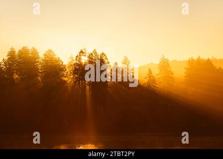 Arbres dans le brouillard matinal avec des rayons du soleil, Möhnesee, Arnsberg Forest, Sauerland, Rhénanie du Nord-Westphalie, Allemagne Banque D'Images