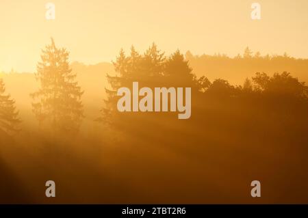 Arbres dans le brouillard matinal avec des rayons du soleil, Möhnesee, Arnsberg Forest, Sauerland, Rhénanie du Nord-Westphalie, Allemagne Banque D'Images