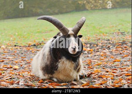 Mouton à quatre cornes (Ovis ammon F. aries), bélier à l'automne, Rhénanie du Nord-Westphalie, Allemagne Banque D'Images