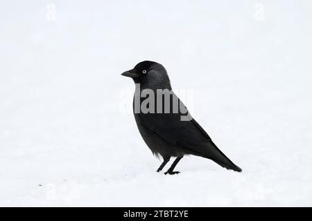 Jackdaw (Corvus monedula) en hiver, Saxe, Allemagne Banque D'Images