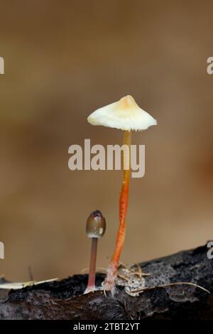 Bonnet au safran (Mycena crocata), Rhénanie du Nord-Westphalie, Allemagne Banque D'Images