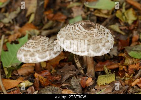 Parasol shaggy (Macrolepiota rhacodes), Rhénanie du Nord-Westphalie, Allemagne Banque D'Images