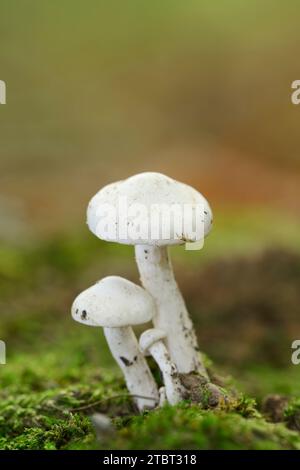 Cire d'épicéa (Hygrophorus piceae), Rhénanie du Nord-Westphalie, Allemagne Banque D'Images