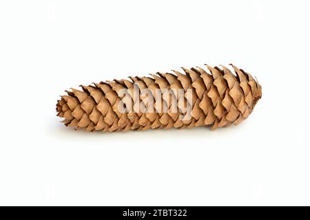 Épinette commune (Picea abies), cônes Banque D'Images