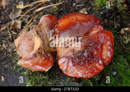 Champignon du beefsteak (Fistulina hepatica), Gueldre, pays-Bas Banque D'Images