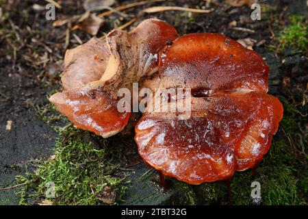 Champignon du beefsteak (Fistulina hepatica), Gueldre, pays-Bas Banque D'Images