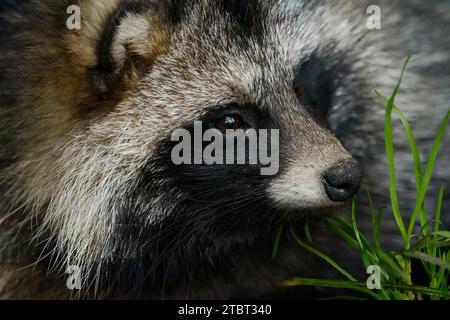 Chien raton laveur (Nyctereutes procyonoides), portrait, Allemagne Banque D'Images