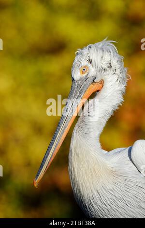 Pélican dalmate (Pelecanus crispus), portrait d'un oiseau adulte Banque D'Images