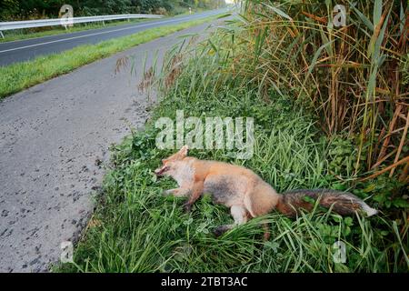 Renard roux mort (Vulpes vulpes) couché sur le bord de la route, Rhénanie du Nord-Westphalie, Allemagne Banque D'Images