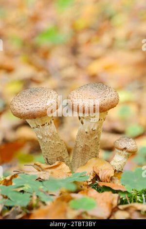 Hallimash commun (Armillaria ostoyae), Rhénanie du Nord-Westphalie, Allemagne Banque D'Images