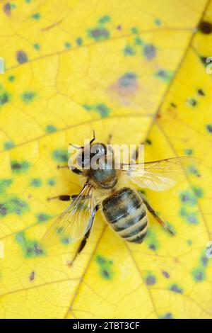 Abeille européenne ou abeille occidentale (Apis mellifera), Rhénanie du Nord-Westphalie, Allemagne Banque D'Images