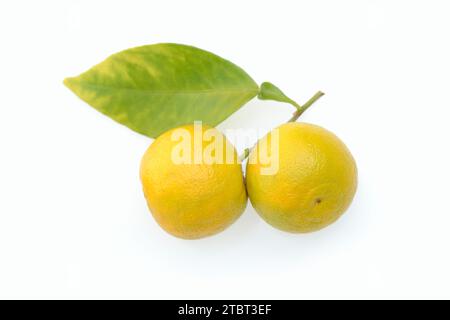 Orange amère ou orange amère (Citrus aurantium), fruits et feuilles Banque D'Images