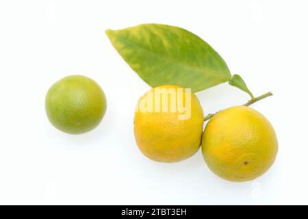 Orange amère ou orange amère (Citrus aurantium), fruits et feuilles Banque D'Images