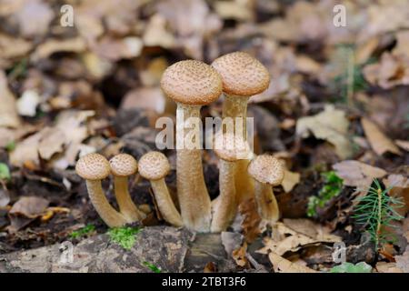 Hallimash commun (Armillaria ostoyae), Rhénanie du Nord-Westphalie, Allemagne Banque D'Images