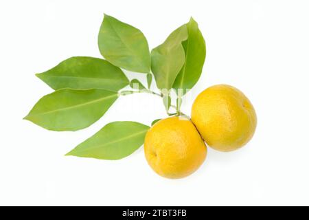 Orange amère ou orange amère (Citrus aurantium), fruits et feuilles Banque D'Images