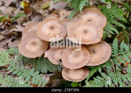 Hallimash commun (Armillaria ostoyae), Rhénanie du Nord-Westphalie, Allemagne Banque D'Images