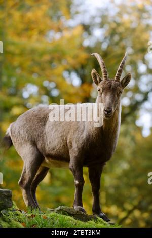 Bouquetin alpin (Capra Ibex), femelle à l'automne, Allemagne Banque D'Images