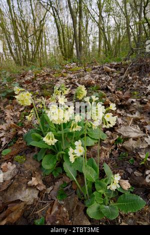 Grand coulis (Primula elatior) au printemps, Rhénanie du Nord-Westphalie, Allemagne Banque D'Images