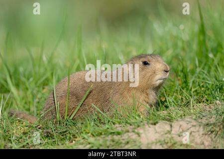 Chien de prairie (Cynomys ludovicianus) Banque D'Images