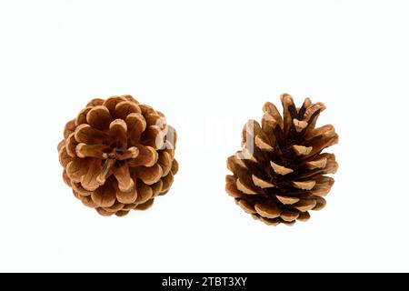 Pin sylvestre (Pinus sylvestris), cônes Banque D'Images