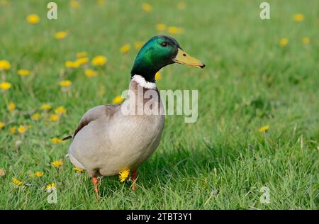 Mallard (Anas platyrhynchos), drake sur une prairie, Hollande du Sud, pays-Bas Banque D'Images