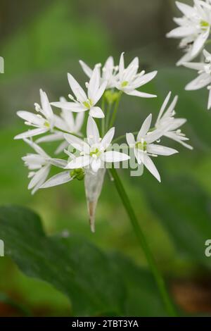 Ail sauvage (Allium ursinum), fleurs au printemps, Rhénanie du Nord-Westphalie, Allemagne Banque D'Images